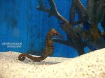 Sea Horse