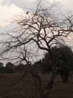 Bird In The Dried Tree