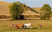 Horses