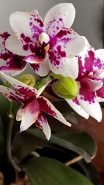 Orchid