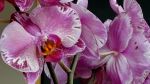 Orchids