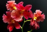 Scarlet Orchids