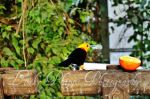 Pretty Bird