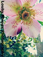 Spring Flowers
