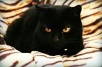 Love My Cat