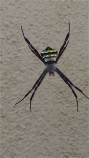 Spider In The House