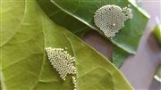 Worm Eggs