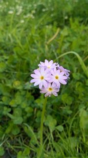 Beauty Of Nature 