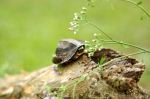 Baby Turtle