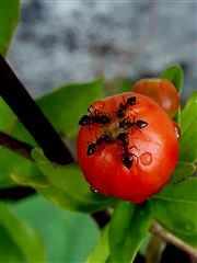 A Flower Made Of Ants On Pomegranate