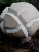 Football Mushroom