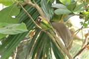 Green Sparrow