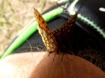 Butterfly At Leg Hair Jungle