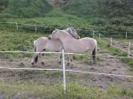 Horses Huging