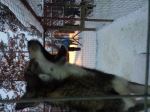 Howling Husky