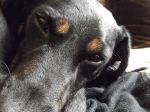 My Dog Argas