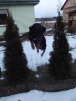 My Dog Flying