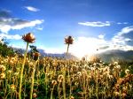 Innocent Flower In The Land Of Paradise