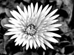 Daisy In Side Black 