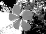 Five Petals