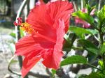 Red Hot Beauty Of Gumamella