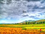 Sierra Madre And The Golden Rice 