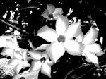 Silver Image
