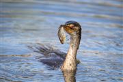 Reed Cormorant And Catch