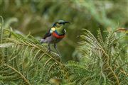 Sunbird