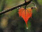 After Rain