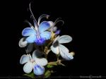 Blue Butterfly Bloom