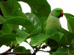 Camouflaged Bird