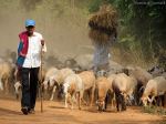 Dhangar The Sheepkeeper