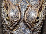 Eyes Of Mugger Crocodile