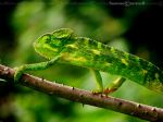 Indian Chameleon