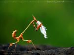 Insect Of Prey