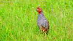 Jungle Bush Quail