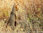 Jungle Cat In Fields