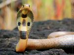 Juvenile Spectacled Cobra Naja Naja
