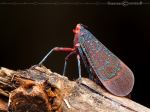 Lantern Fly