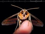 Moth Like An Airplane