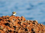 Riverside Bird