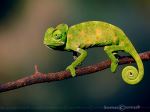 Three Legged Baby Indian Chameleon