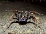 Wandering Spider