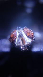 Micro Image Of A Fly Head