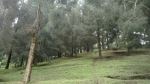 Pine Hill