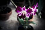Beautiful Flower