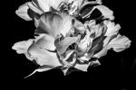 Black And White Flower 