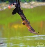 A Fight For Survival