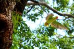 Alendrian Parrot